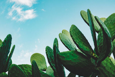 Low angle view of cactus growing against sky