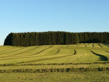 Scenic view of field against clear sky