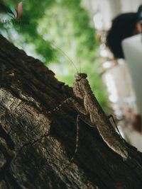 Close-up of praying mantis on tree trunk