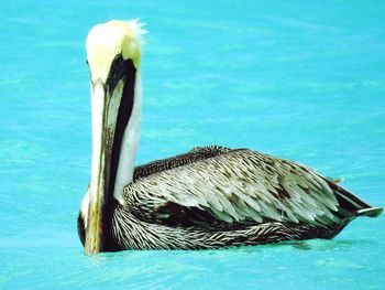 Swan swimming in water