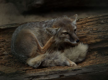 Close-up of animal sitting on wood