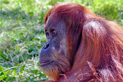 Orangutan monkey looking away