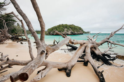 Panoramic view of driftwood on beach against sky