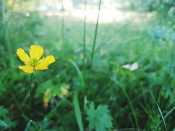 Close-up of yellow flower