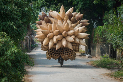 Rear view of logs in forest