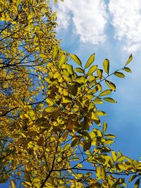 Low angle view of tree against sky