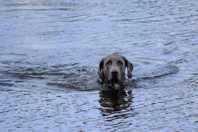 Weimaraner / lab mix