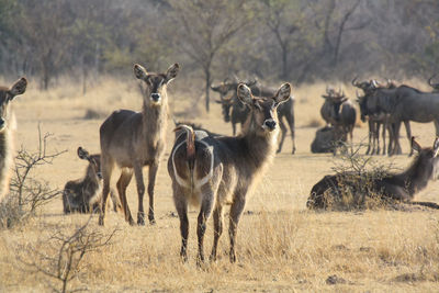 Waterbuck in south africa