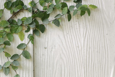 Close-up of plant against white wall
