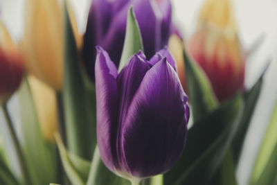 Close-up of purple crocus