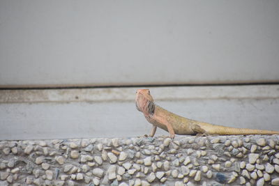 Close-up of a lizard on stone wall