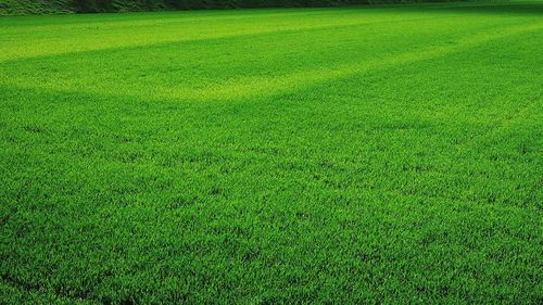 Full frame shot of grassy field