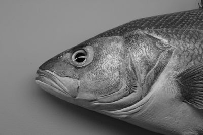 Close-up of dead fish on table