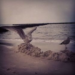 Bird on beach against sky