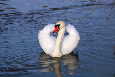 Swan swimming in lake 