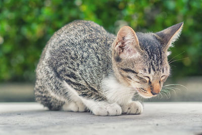 Close-up of a cat looking away