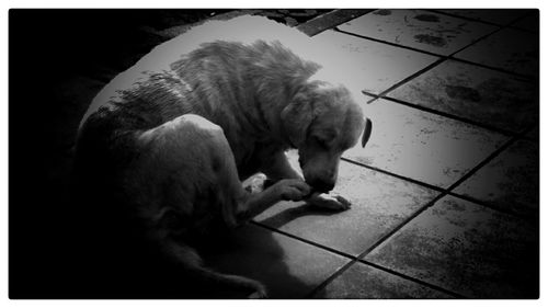 Close up of sleeping cat