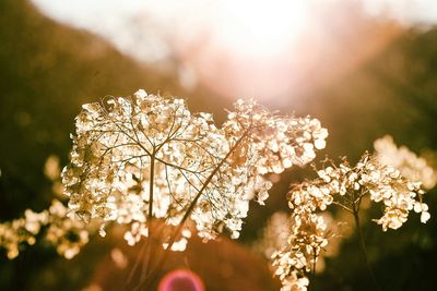 Close-up of plant against blurred background