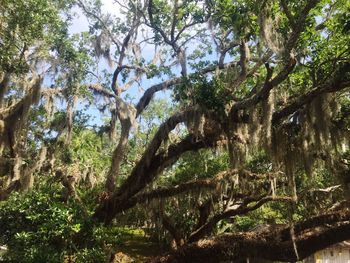 Low angle view of trees in forest