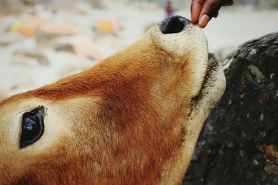 Close-up of hand feeding fish