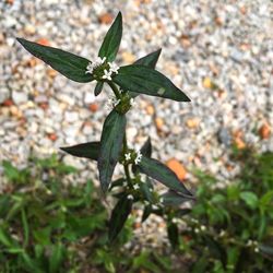Close-up of flower