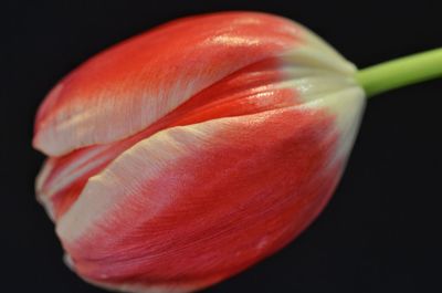 Close-up of red tulip bud against black background