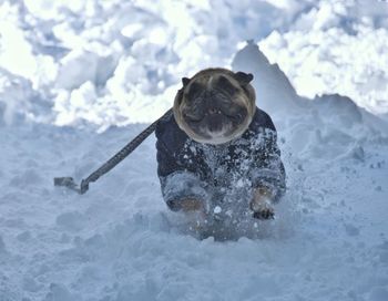 Dog in a snow