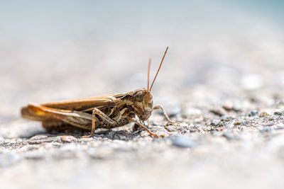 Close-up of insect on land