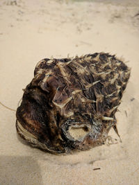 Close-up of lizard on sand