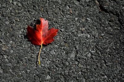 Close-up of maple leaf on ground