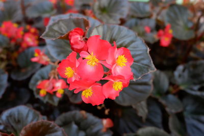 Close-up of flowers blooming outdoors