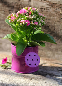 Pink flowers growing in watering can during sunny day