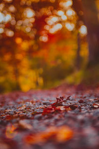 Close-up of dry maple leaves on tree