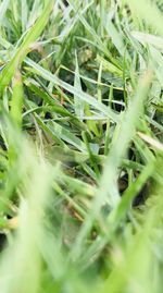 Full frame shot of plants growing on field