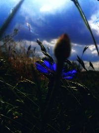 Close-up of purple flowers blooming in field