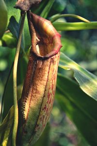 Close-up of leaves