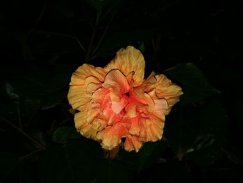 High angle view of pink rose flower against black background