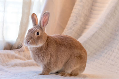 Close-up of rabbit indoors 