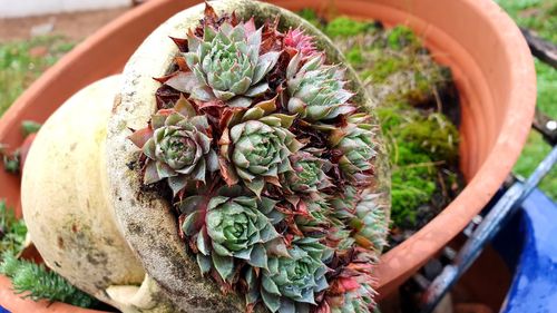 Close-up of potted plant