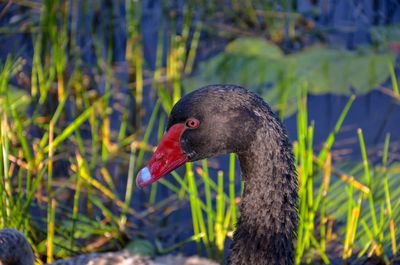 Close-up of a black swan