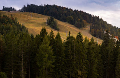 Scenic view of pine trees on field against sky