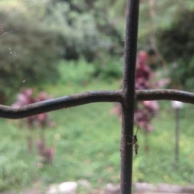 focus on foreground, close-up, fence, metal, tree, selective focus, protection, safety, nature, day, growth, grass, outdoors, green color, no people, branch, barbed wire, security, field, metallic