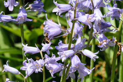 Close-up of insect on purple flowers