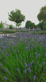 Purple flowering plants and trees on field against clear sky