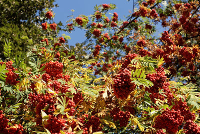 Low angle view of fruits on tree against sky