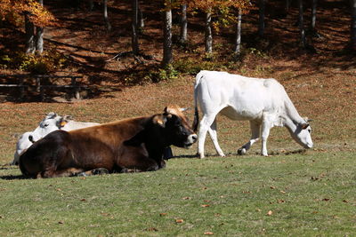 Cows on field