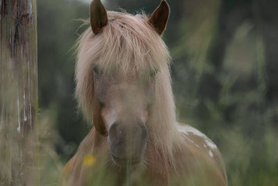 Close-up of a horse on field