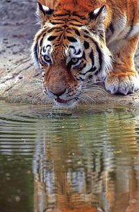Tiger drinking water in pond