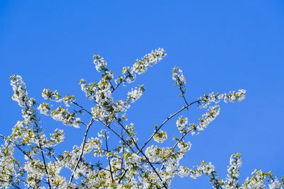 Low angle view of cherry blossoms against blue sky