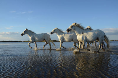 Horses in the sea